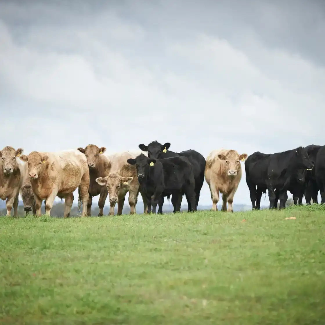 Grass-fed cattle in open pasture