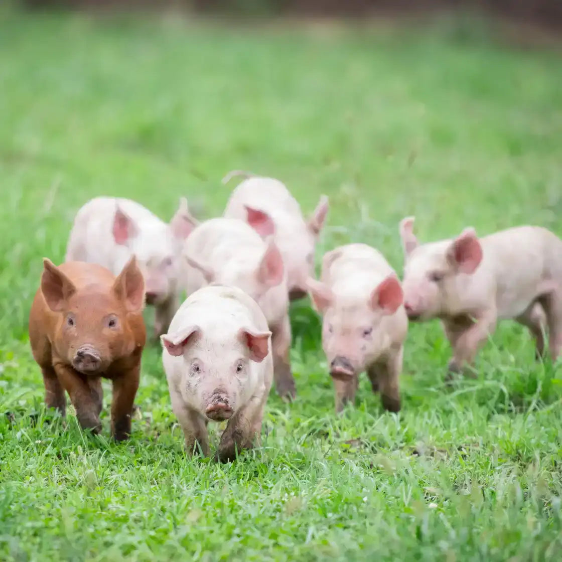 Pasture-raised hogs in open barn