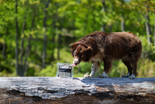 Pre- and Post-biotics: Why They Are Both Important for Your Dog