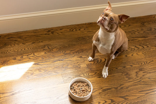 Best Ingredients for Premium Dog Food | DASH Dog Food