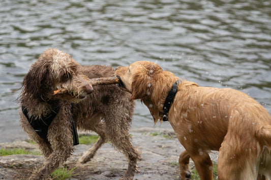 Holiday Dos and Don’ts for Sharing With Pets