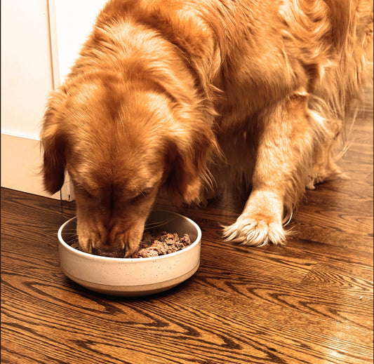 What’s in Your Dog’s Bowl? The Truth About Premium, Humanely-Raised Meat