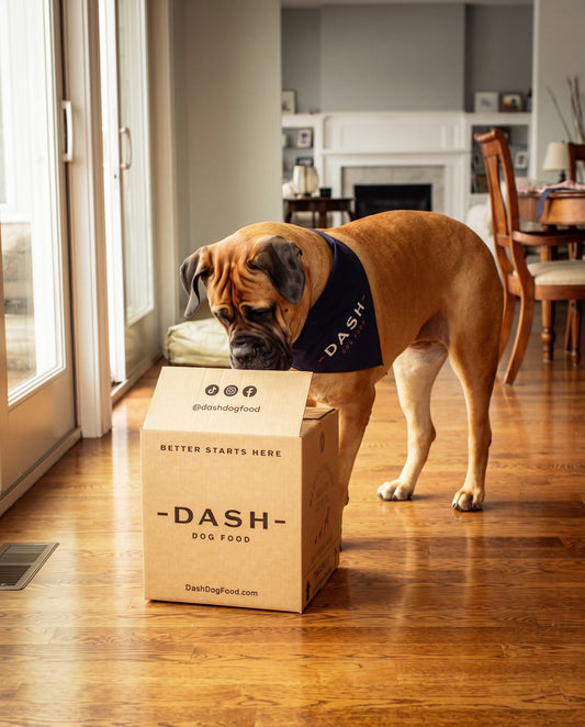 How to Transition Your Dog to Fresh Food Without Upsetting Their Stomach