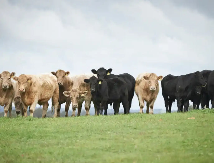 Certified humane grass-fed beef