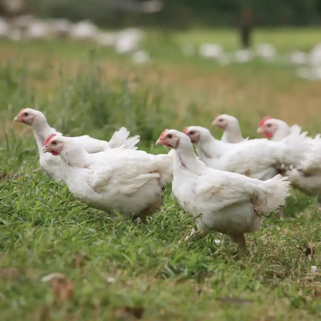 Free-range organic chickens