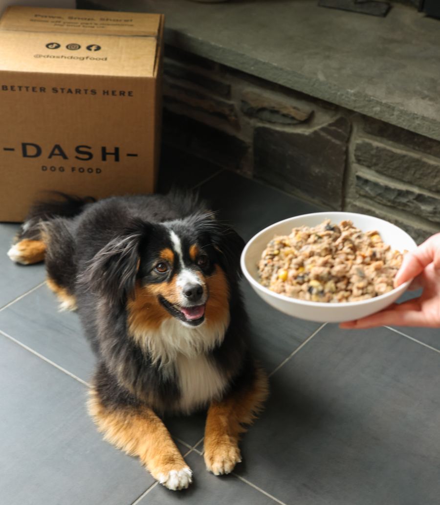 Dog waiting beside a DASH delivery box while a bowl of fresh DASH food is served