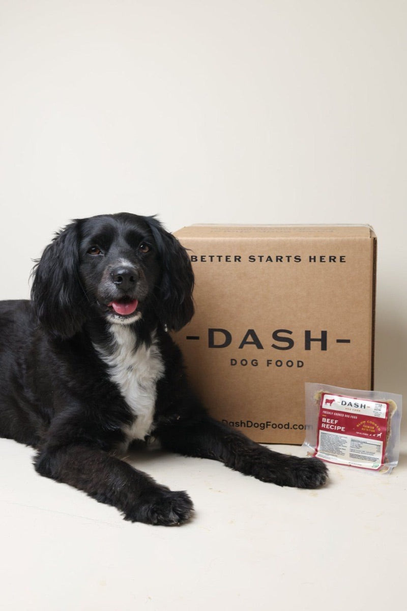 A black and white dog lying beside a DASH box