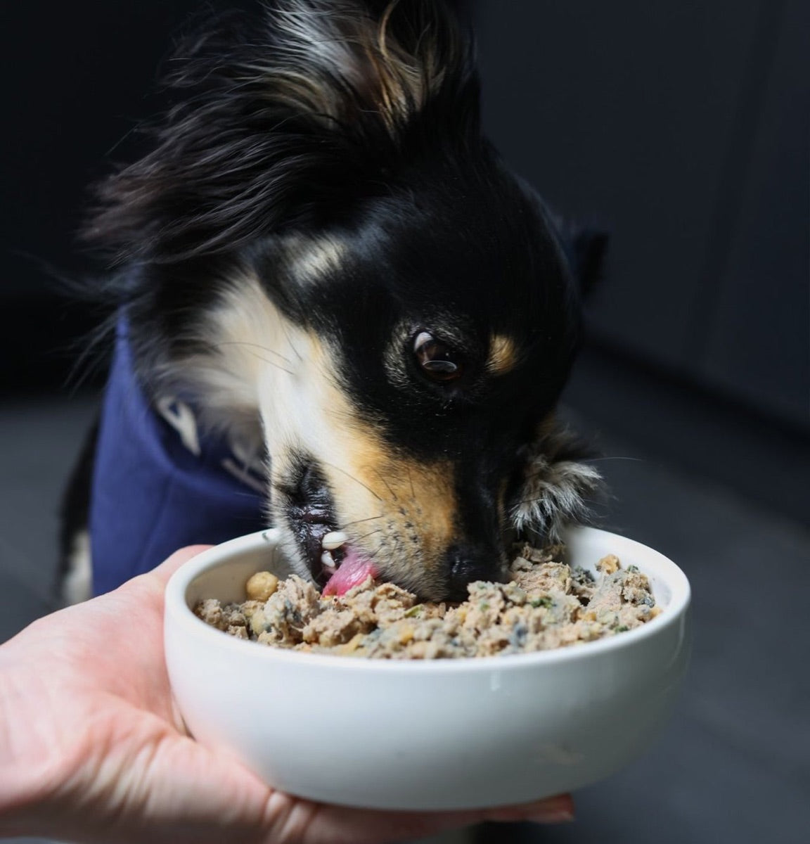 A dog eating DASH fresh food from a bowl held in a hand