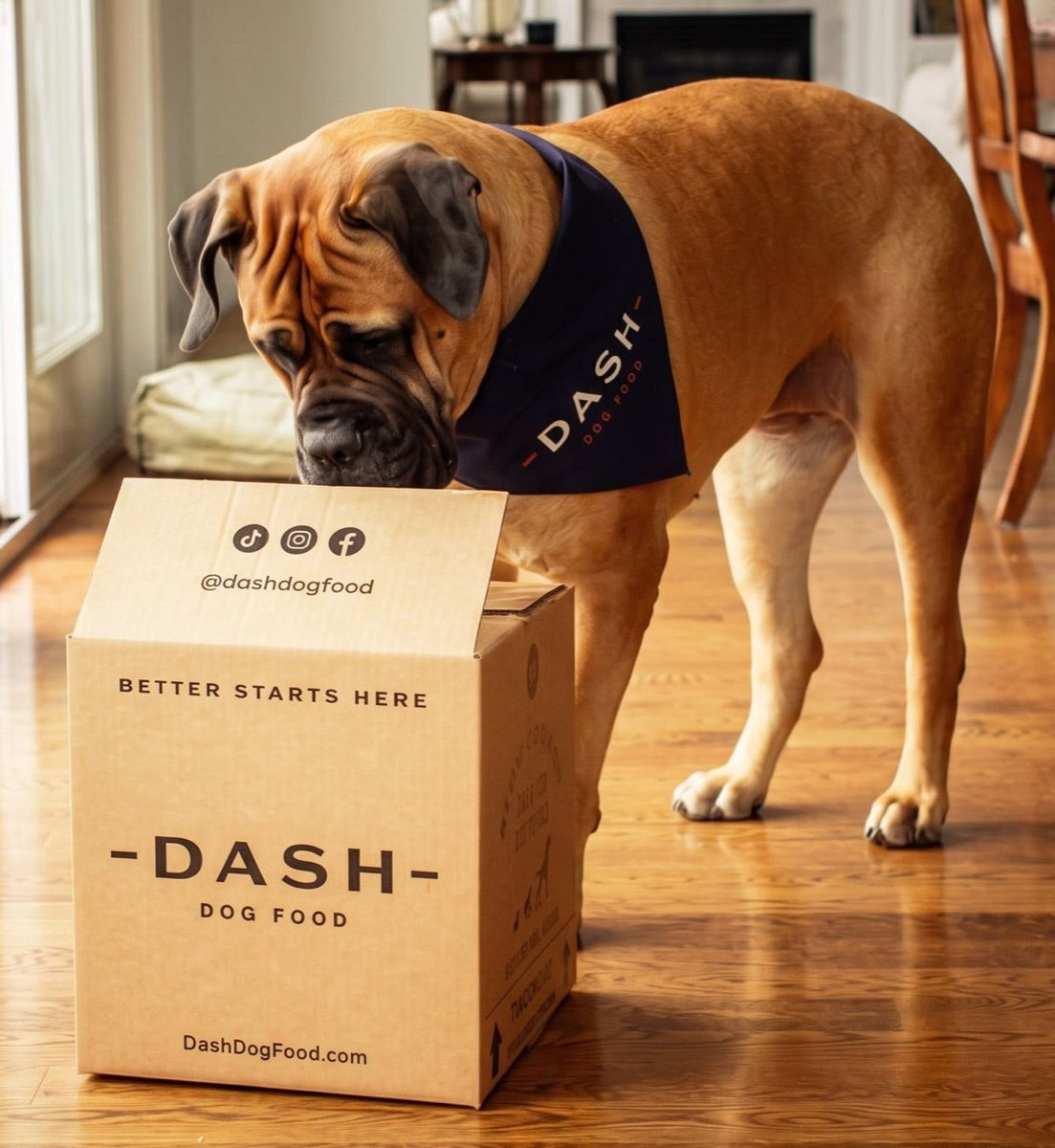 A dog sniffing a DASH box