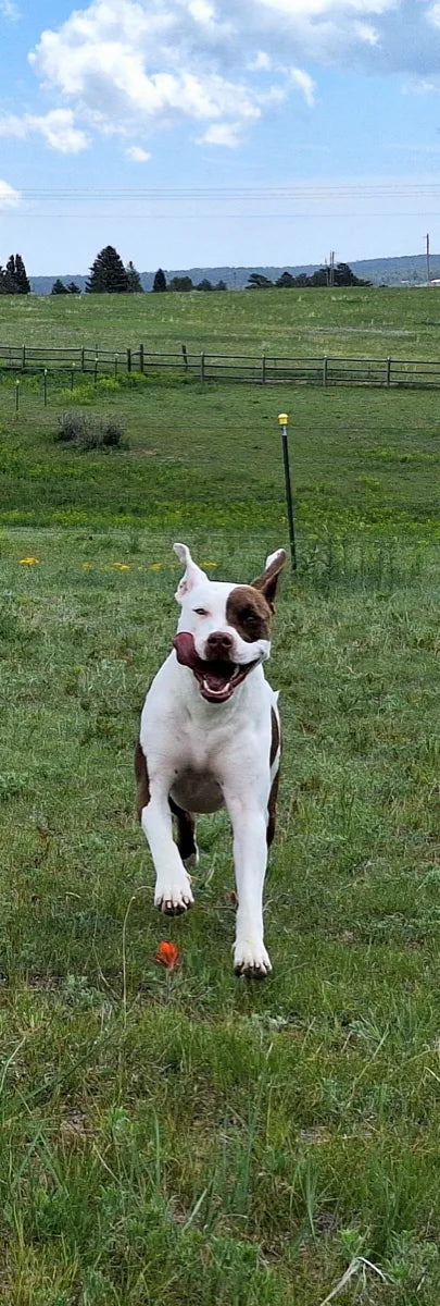 Sheila W.'s dog running across a field