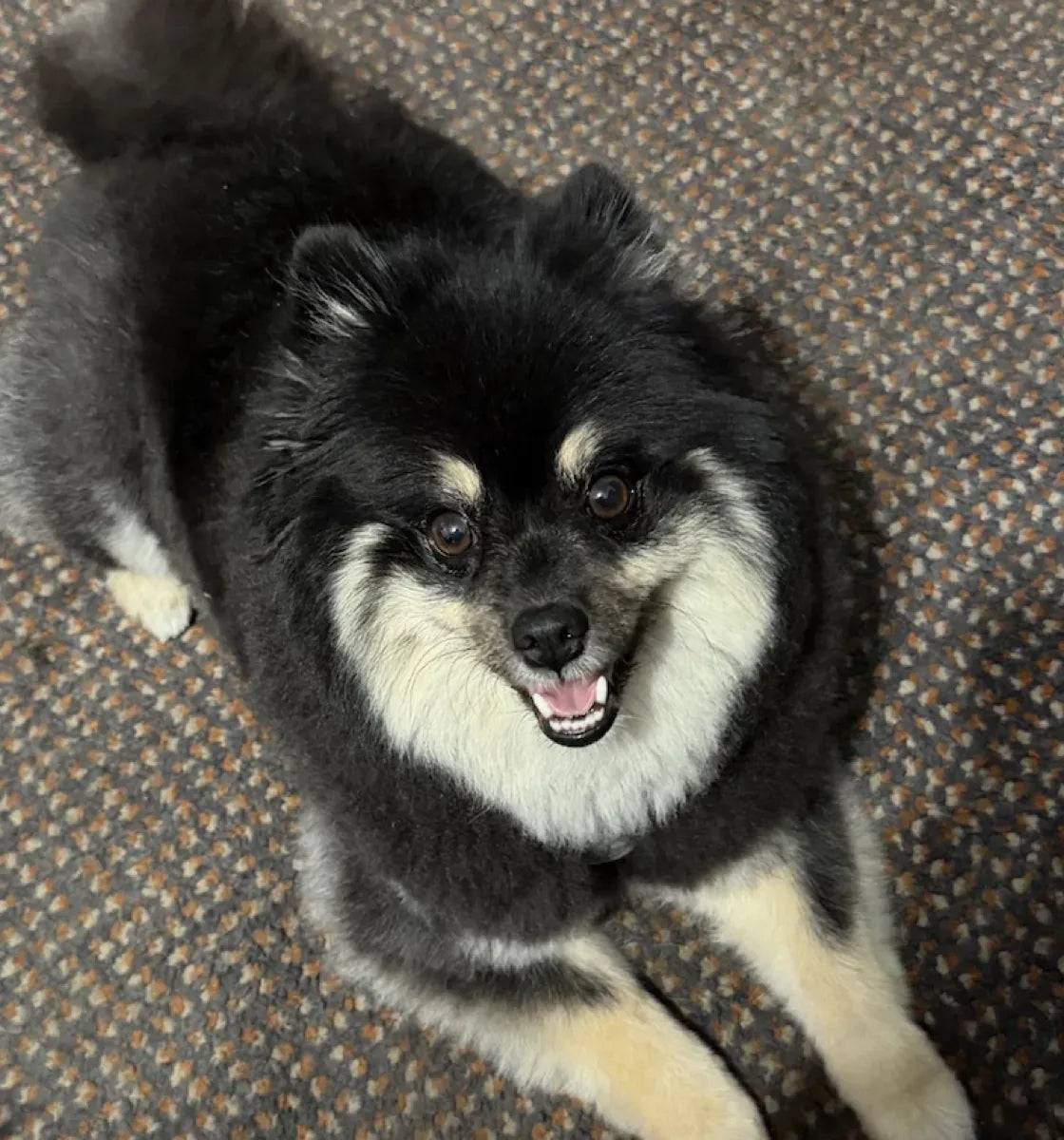 Kiko, a black and tan Pomeranian, grinning up at the camera