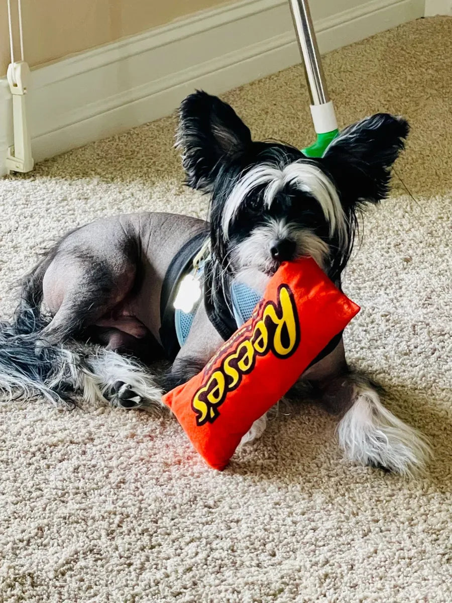 Harry, a hairless Chinese Crested, lying on the carpet with a toy